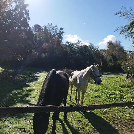 シャレー Natura Tiny House Porto *